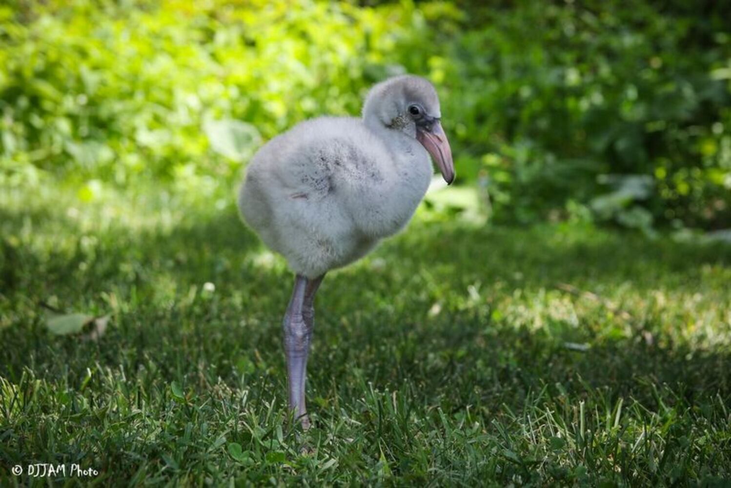 PHOTOS: This first look at Cincinnati Zoo's Zoo babies will be the best part of your day