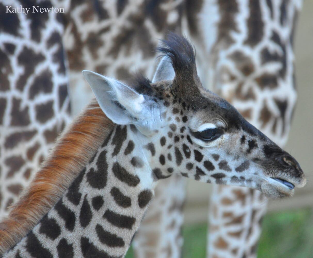 PHOTOS: Fall in love with Cincinnati Zoo babies