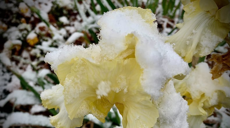 The first fall snowfall of the season arrived on Saturday, Nov. 12, 2022. Isolated snow showers are expected today, which will be cold with highs around freezing. MARSHALL GORBY\STAFF