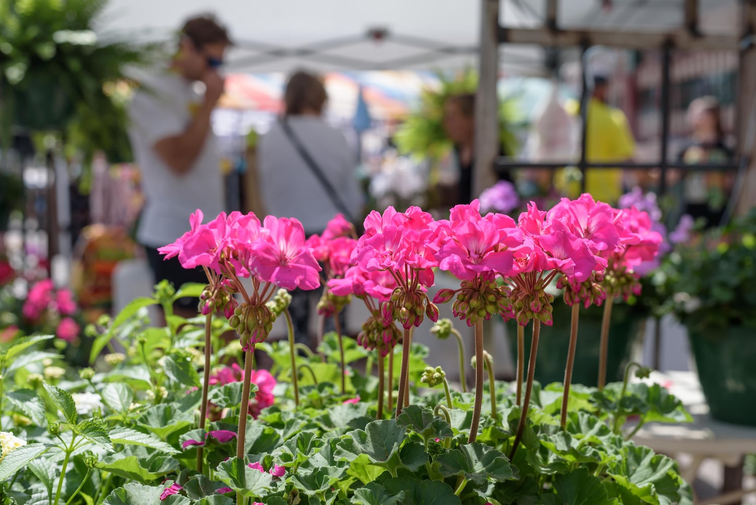 PHOTOS: First Waynesville Street Faire of 2025