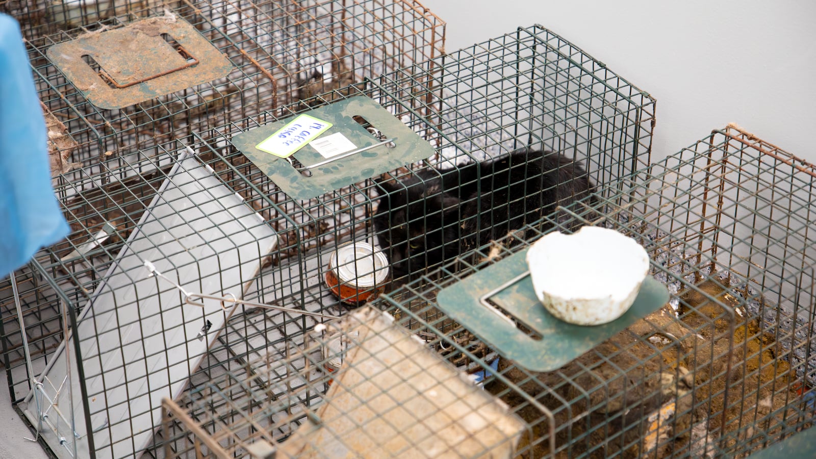 The Humane Society of Greater Dayton rescued 33 animals, including 31 cats, a dog and a opossum, during a neglect investigation on Jan. 16, 2026.