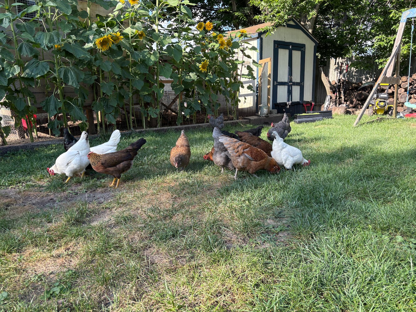 Combs chickens in Kettering