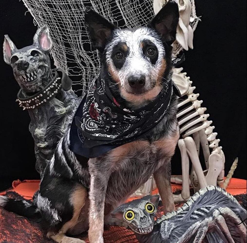 PHOTOS: Local pets ready for Halloween