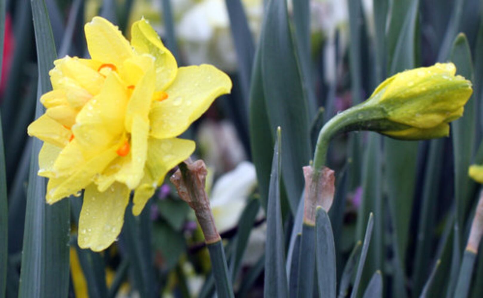Spring Bulb Festival