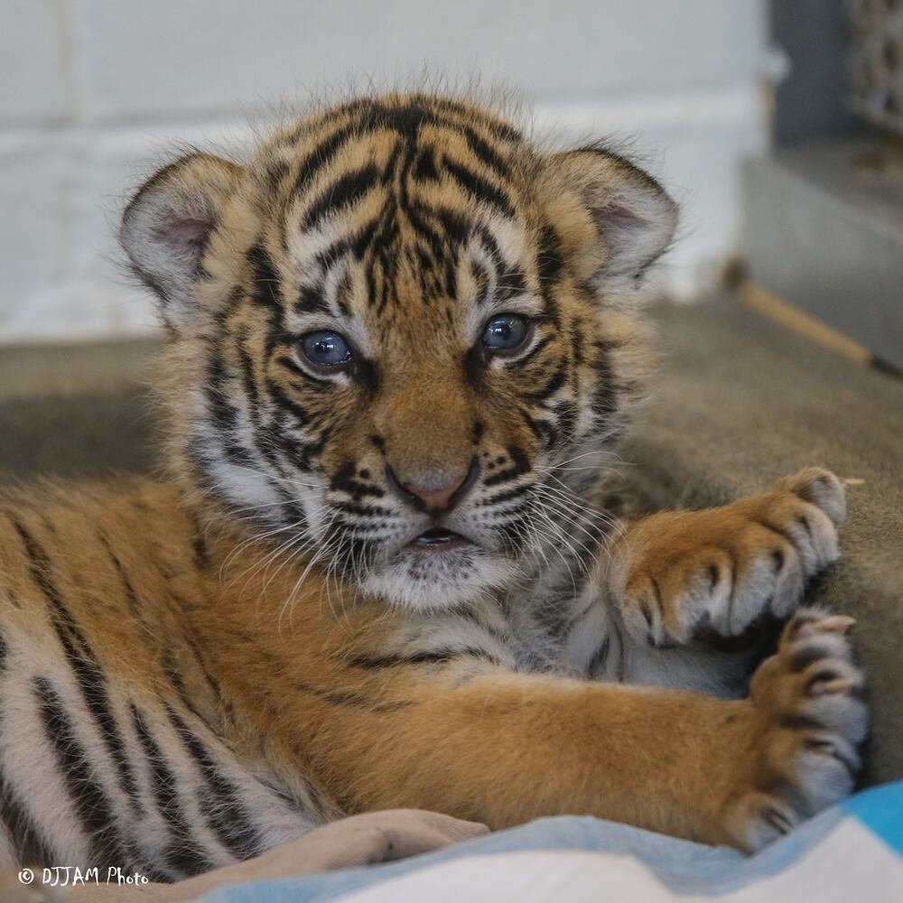 PHOTOS: Fall in love with Cincinnati Zoo babies