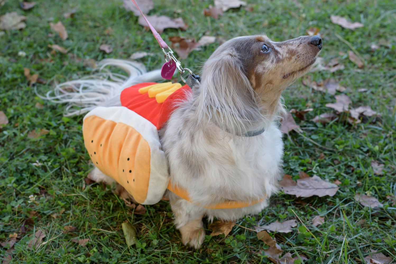 PHOTOS: 2025 PetFest at Delco Park
