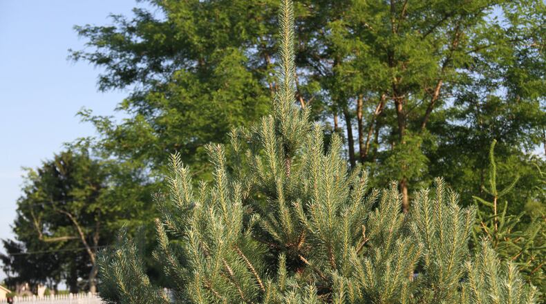 New growth or candles on a Scotch pine can be pruned in June. CONTRIBUTED