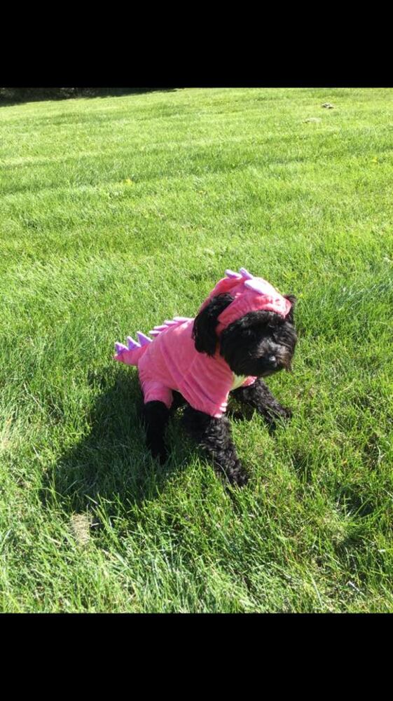 PHOTOS: Local pets ready for Halloween