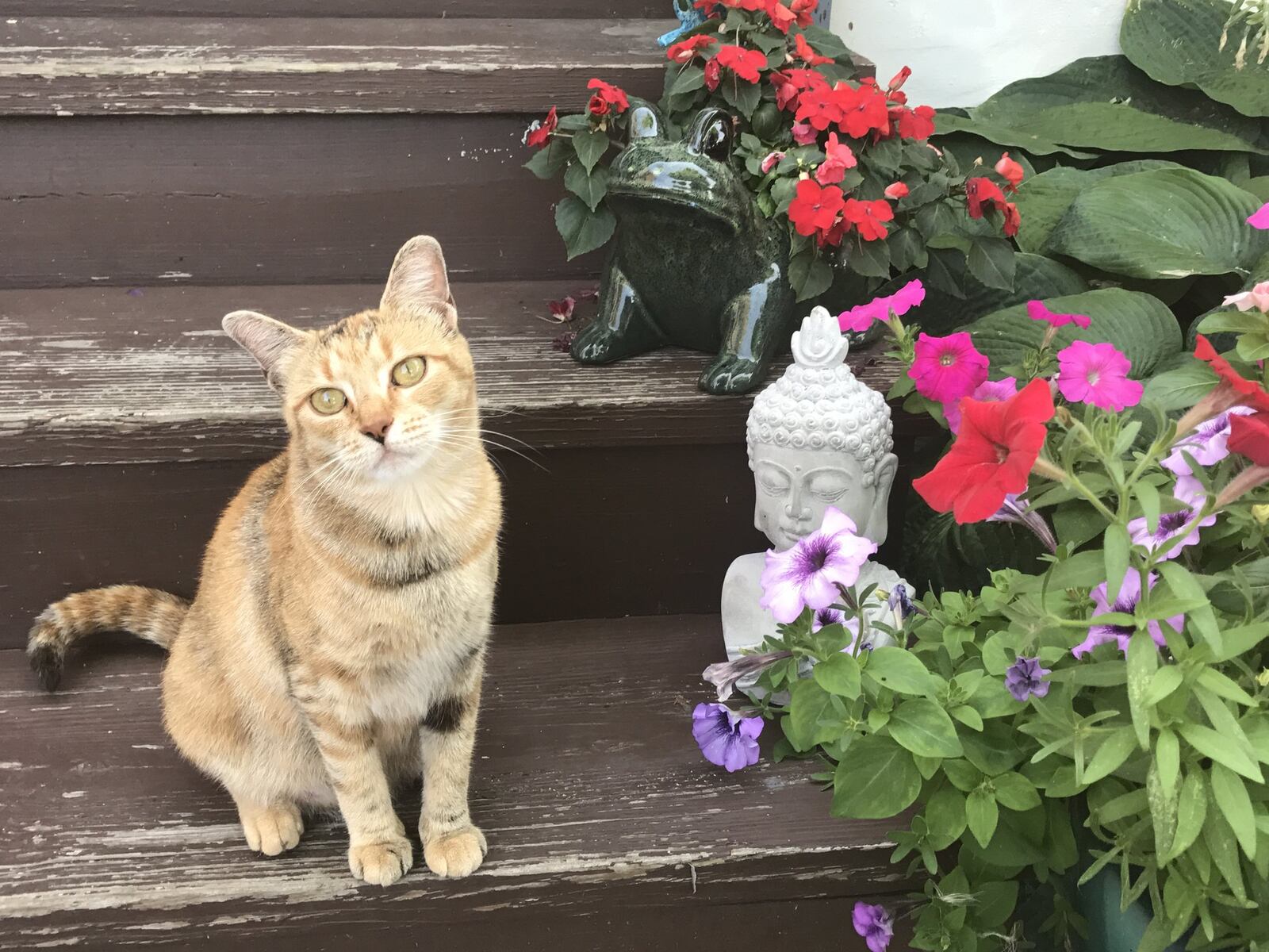 Bee Gee, a cat Kristen Wicker adopted during her cancer journey despite allergies, pictured with some of the many flowers Wicker’s friends helped her plant. CONTRIBUTED