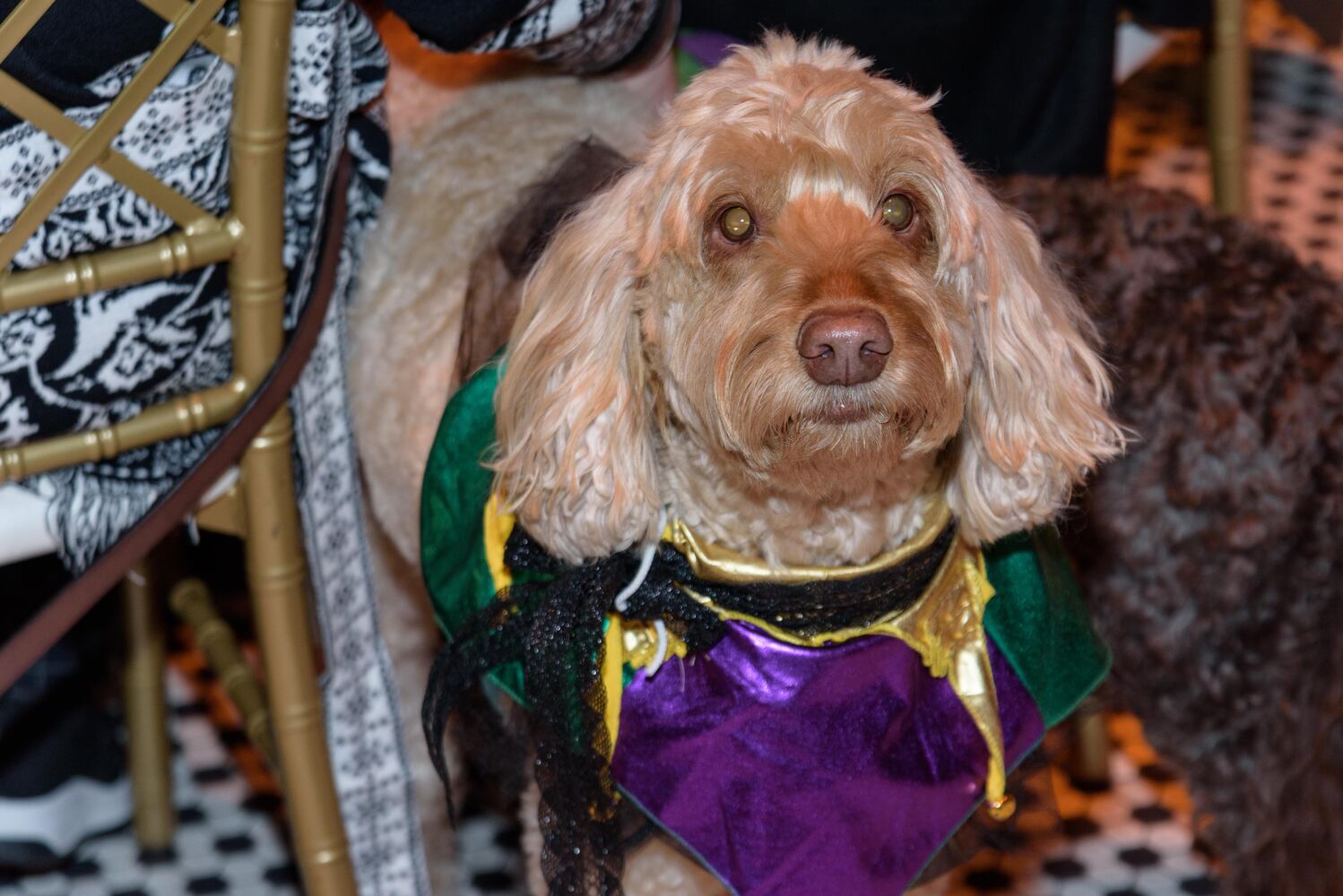 PHOTOS: Did we spot you at the Pet Afflaire Gala at the Dayton Arcade?