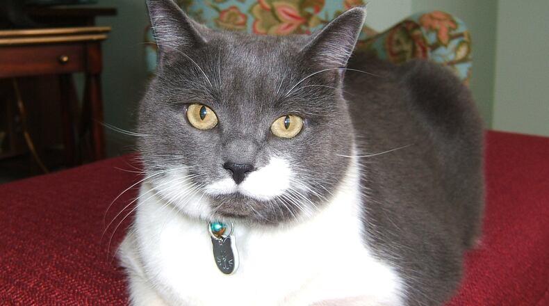 Abby, a cat in charge of her world. ANN REYNOLDS/CONTRIBUTED