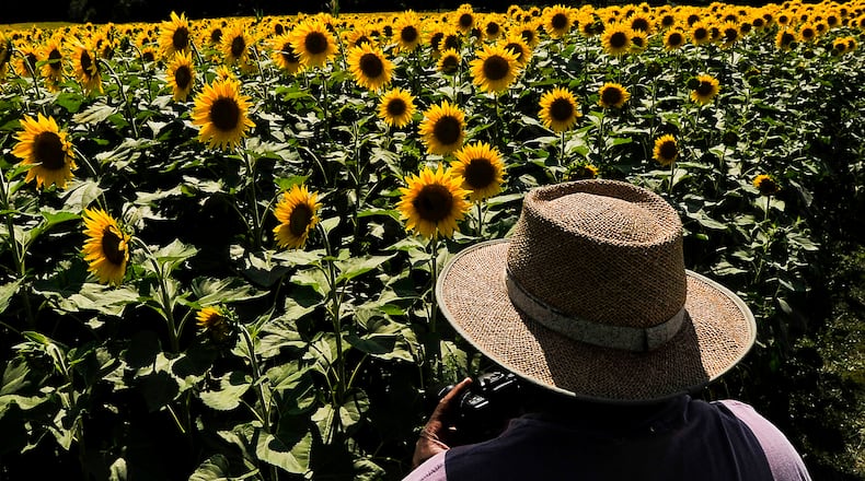 Every year a field along U.S. 68 on the Tecumseh Land Trust, just north of Yellow Springs, attracts bees as well as shutterbugs when thousands of bright sunflowers bloom and cover several acres in gold. Staff photo by Bill Lackey