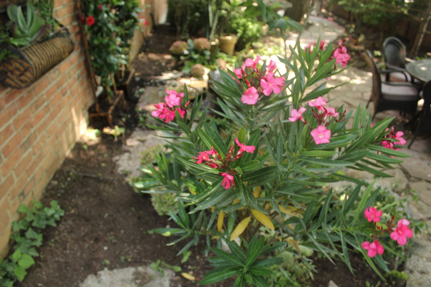 Josh Stucky's secret garden