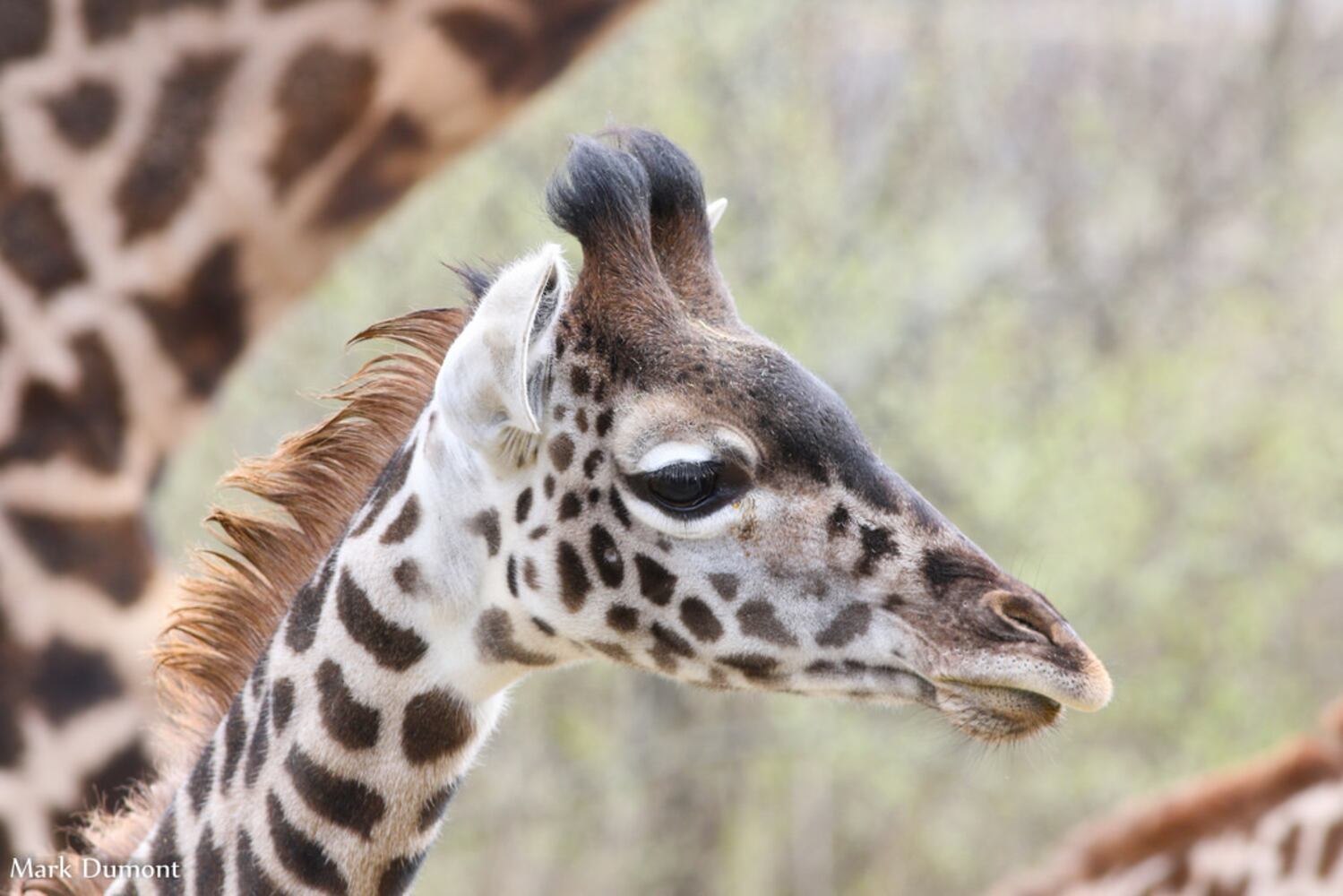PHOTOS: Fall in love with Cincinnati Zoo babies