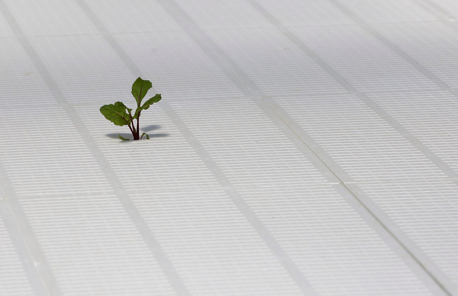 BrightFarms Ohio Greenhouse harvests first hydroponic greens in Wilmington