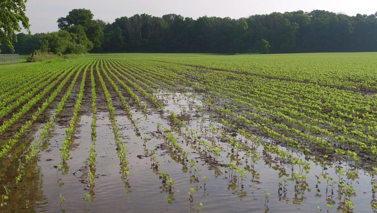 Soybean fields in Clinton County saturated after many days of rain in June.   TY GREENLEES / STAFF