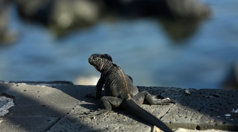 FILE -In this May 2, 2020 photo, a marine iguana suns on the edge of a boardwalk in San Cristobal, Galapagos Islands, Ecuador. (AP Photo/Adrian Vasquez, File)
