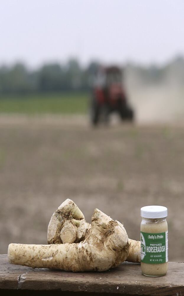 Horseradish: A big root with a bold kick