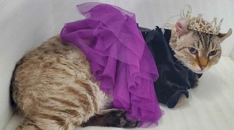 Hosted by the Cincinnati Cat Club, the Cincinnati Cat Show is expect to attract more than 200 cat owners and their pets for the two-day event. CONTRIBUTED