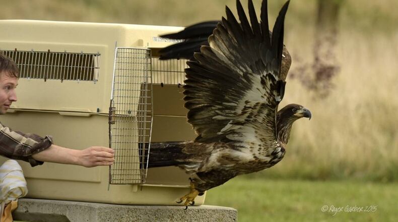 Kyle Wosner of the Glen Helen Raptor Center releases an 8-month-old juvenile American Bald Eagle at Eastwood Lake in Eastwood MetroPark. The bird was rehabilitated by the center after it was found severely malnourished in a field near the Wegerzyn Gardens. CONTRIBUTED BY ROGER GARBER