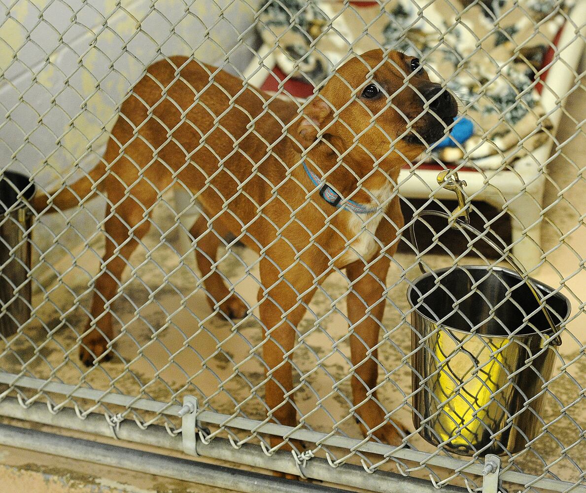 animal adoption Miami County
