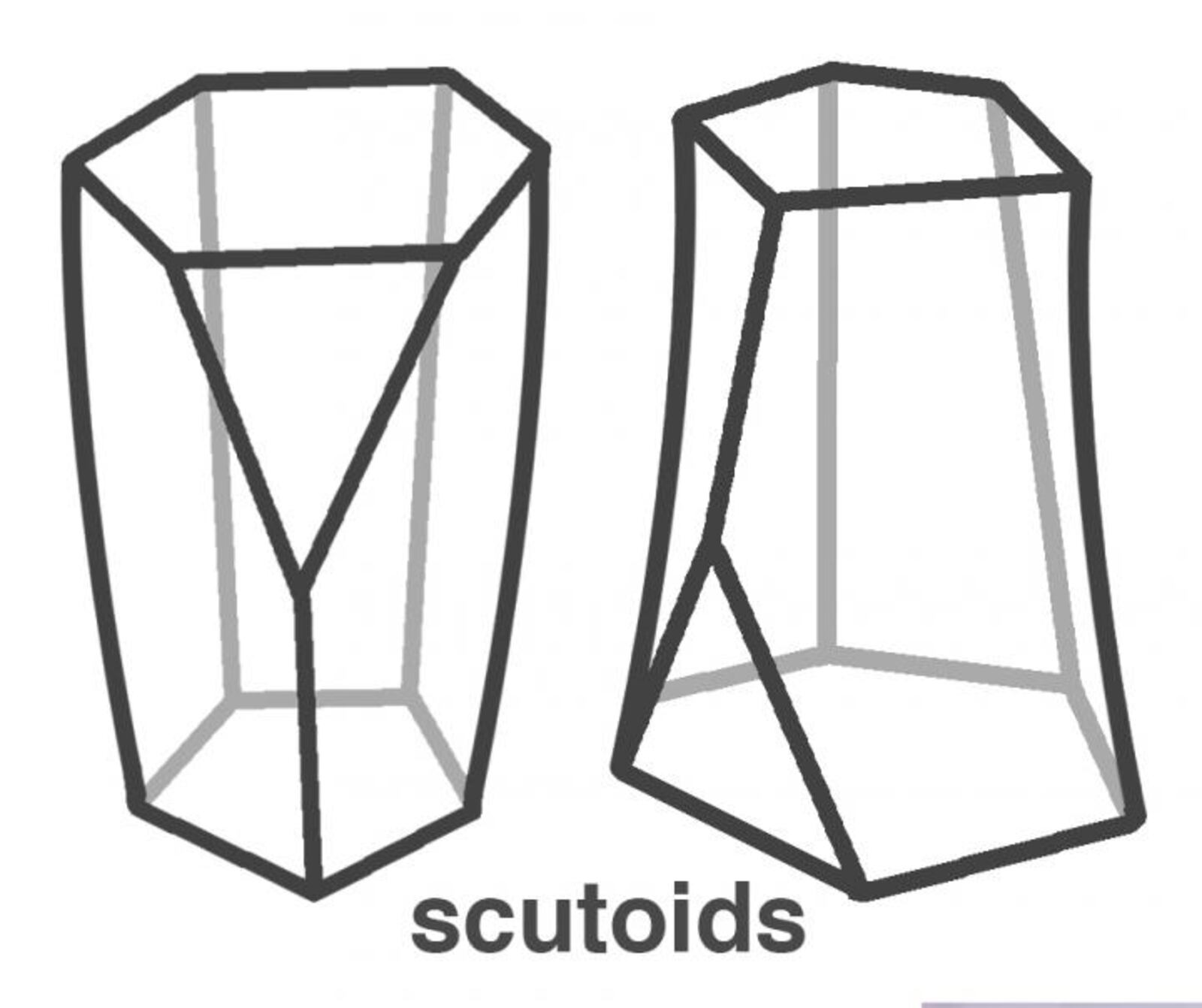 Scutoids have six sides on one end, five on another and a triangular surface on one edge.