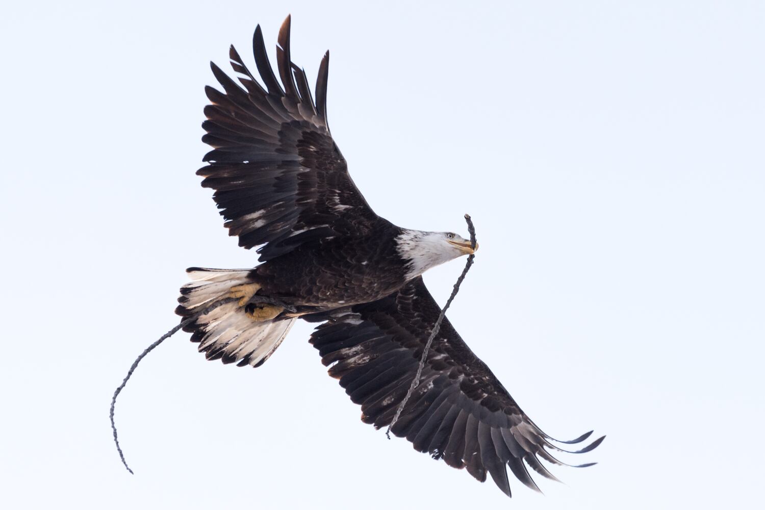 PHOTOS: Bald eagles at Carillon Historical Park