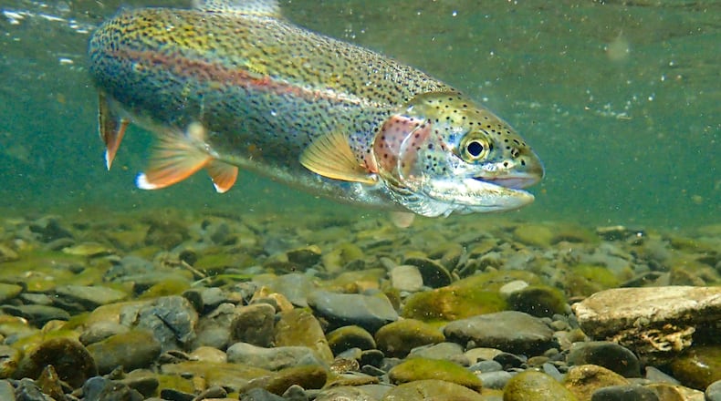 The ODNR began its annual spring trout stockings last week, with 85,000 rainbow trout across Ohio set to be released. iSTOCK/COX