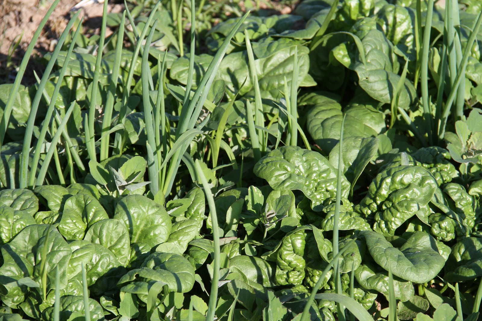 Spinach with onions interplanted are perfect for a fall garden. CONTRIBUTED