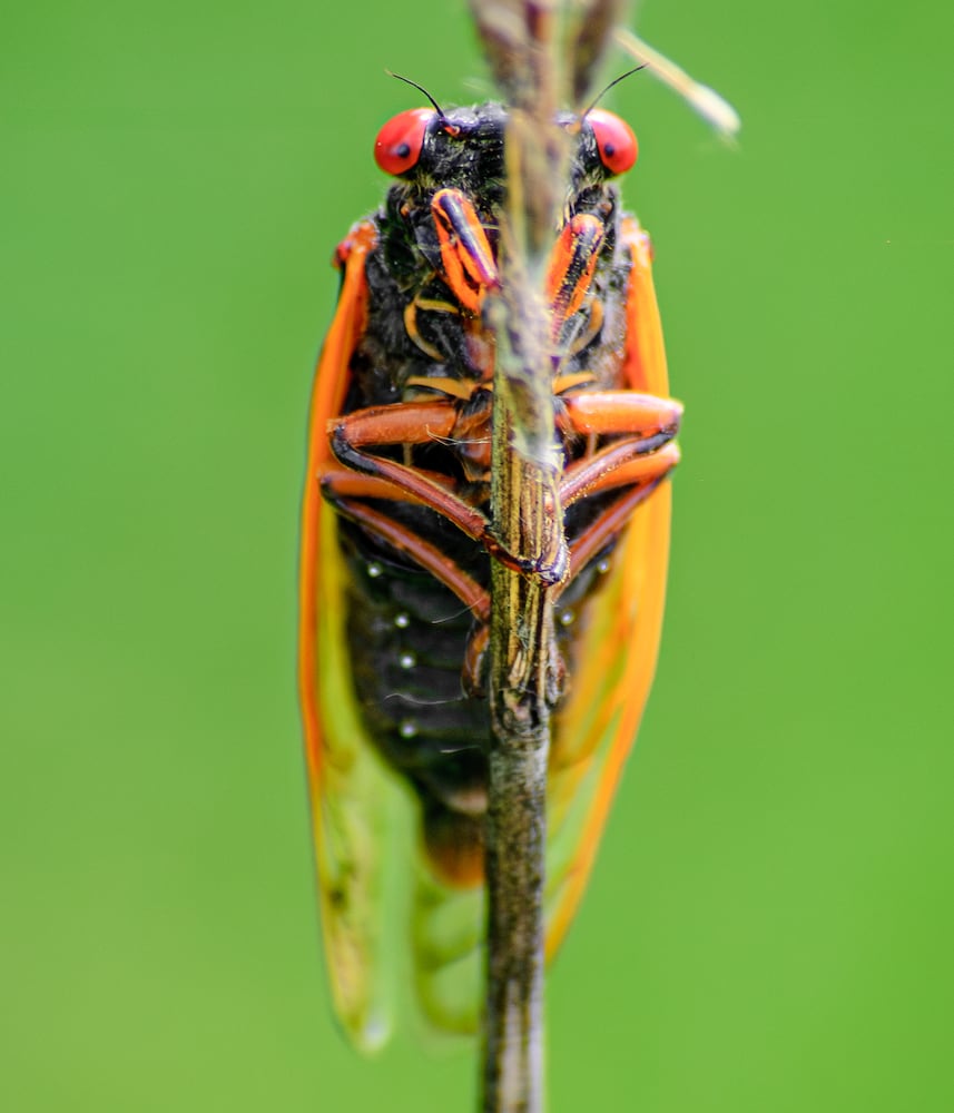 Cicadas Morris Reserve 060625 DDN