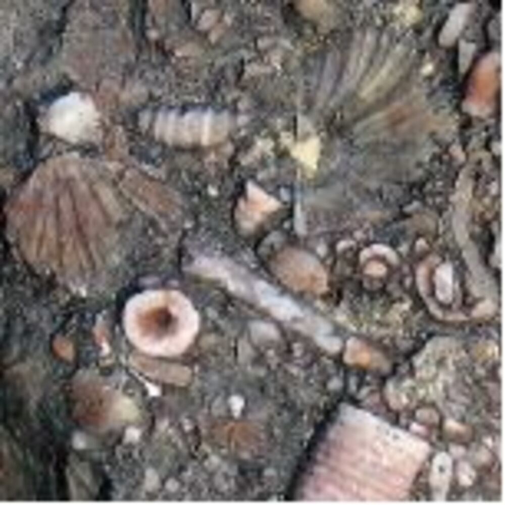 Fossil collecting in Ohio