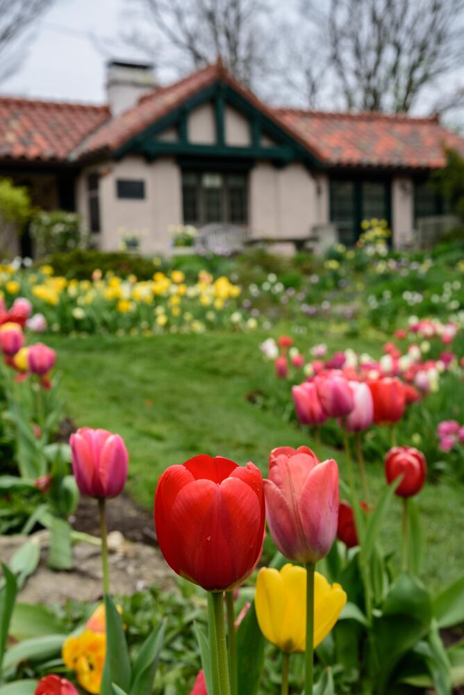 PHOTOS: Multi-colored tulips are in full bloom at Smith Memorial Gardens