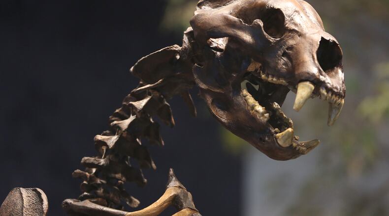 The Boonshoft Museum of Discovery reopened Tuesday, June 16 after closing in March due to the coronavirus pandemic. Some hands-on exhibits, the climbing tower and water table have been modified or removed but rarely seen historical artifacts have been added to the displays. The museum will operate at 25 percent capacity with a staggered time-entry admission to reduce crowds and visitors will be required to maintain social distancing. Enhanced cleaning protocols are in place, the staff is wearing masks and visitors are encouraged to wear masks. The museum is now open Tuesday through Saturday from 9 a.m. to 4 p.m. The museum is closed to the public on Sunday and Monday for deep cleaning. LISA POWELL / STAFF