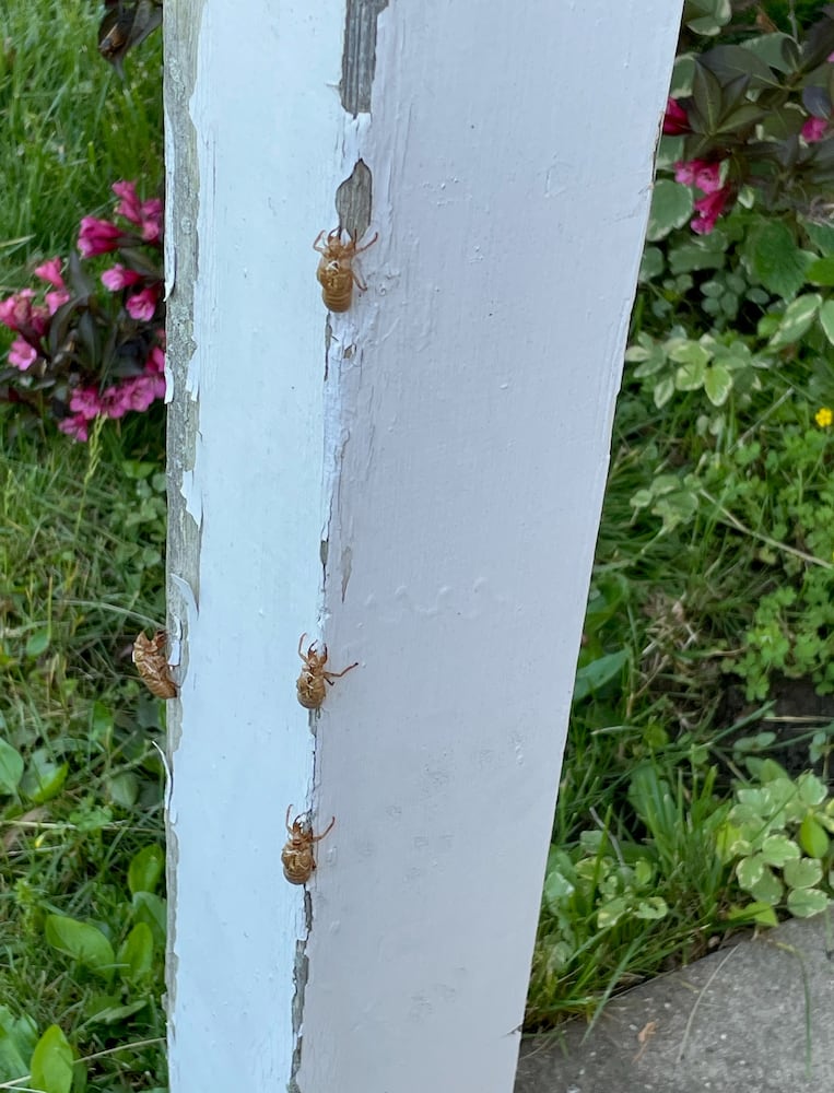 Renee West Carrollton cicada exoskeletons