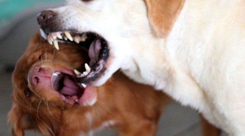 FILE PHOTO: A Pennsylvania councilman is under fire after being accused of hurling racial slurs at a man after an incident involving their dogs. (Sonja-Kalee/Pixabay/Sonja-Kalee/Pixabay)