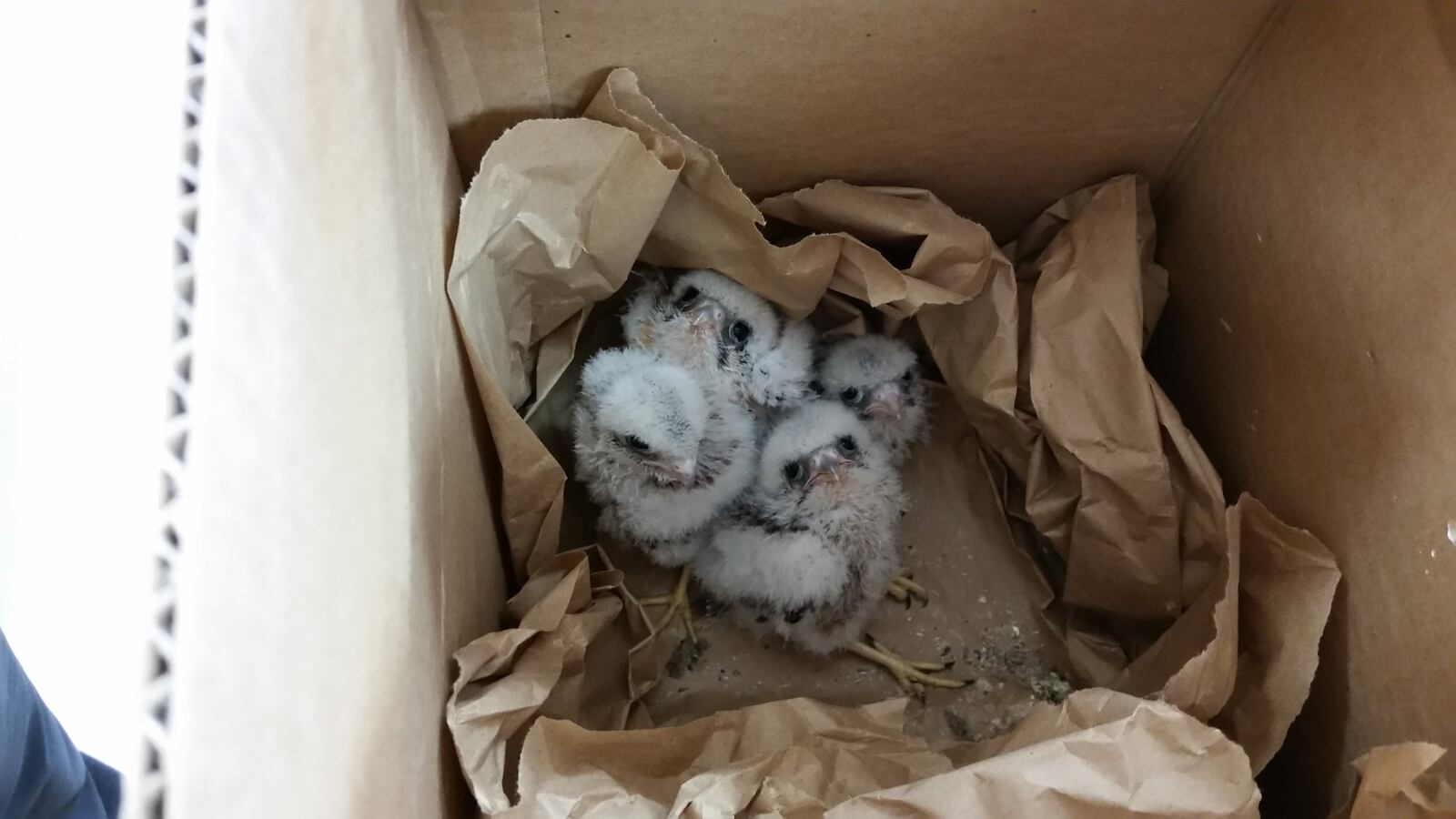 Falcon chick rescue Newspaper reader Capt. John Belluardo, The Falcon Godfather, of Washington Twp. sent in this trio of photos in early June with the following explanation: “We found these four American Kestrel Falcon Chicks on the floor of the main hangar at Red Stewart Airfield in Waynesville on Thursday May 21st. They had fallen out of a vent pipe at the top of the hangar. I was getting ready to perform an annual inspection on my vintage 1946 Luscombe 8A. After sending a picture to the Glen Helen Raptor Center we were told that they were falcons and must be saved. We placed the hungry chicks in a box and flew them in my Luscombe to Springfield Municipal Airport where we turned them over to a staff member from the Raptor Center (first picture). I took the second picture at the Glen Helen Raptor Center one week later on a Thursday in Yellow Springs. My wife and I visited the Center today where the last picture was taken by a staff member on my cell phone (humans are not allowed in the rehab area). The chicks have been placed in an outdoor pen with an adult falcon for learning how to fly and hunt. When ready for release we hope to return them to the open fields of Red Stewart Airfield in Waynesville.” CONTRIBUTED