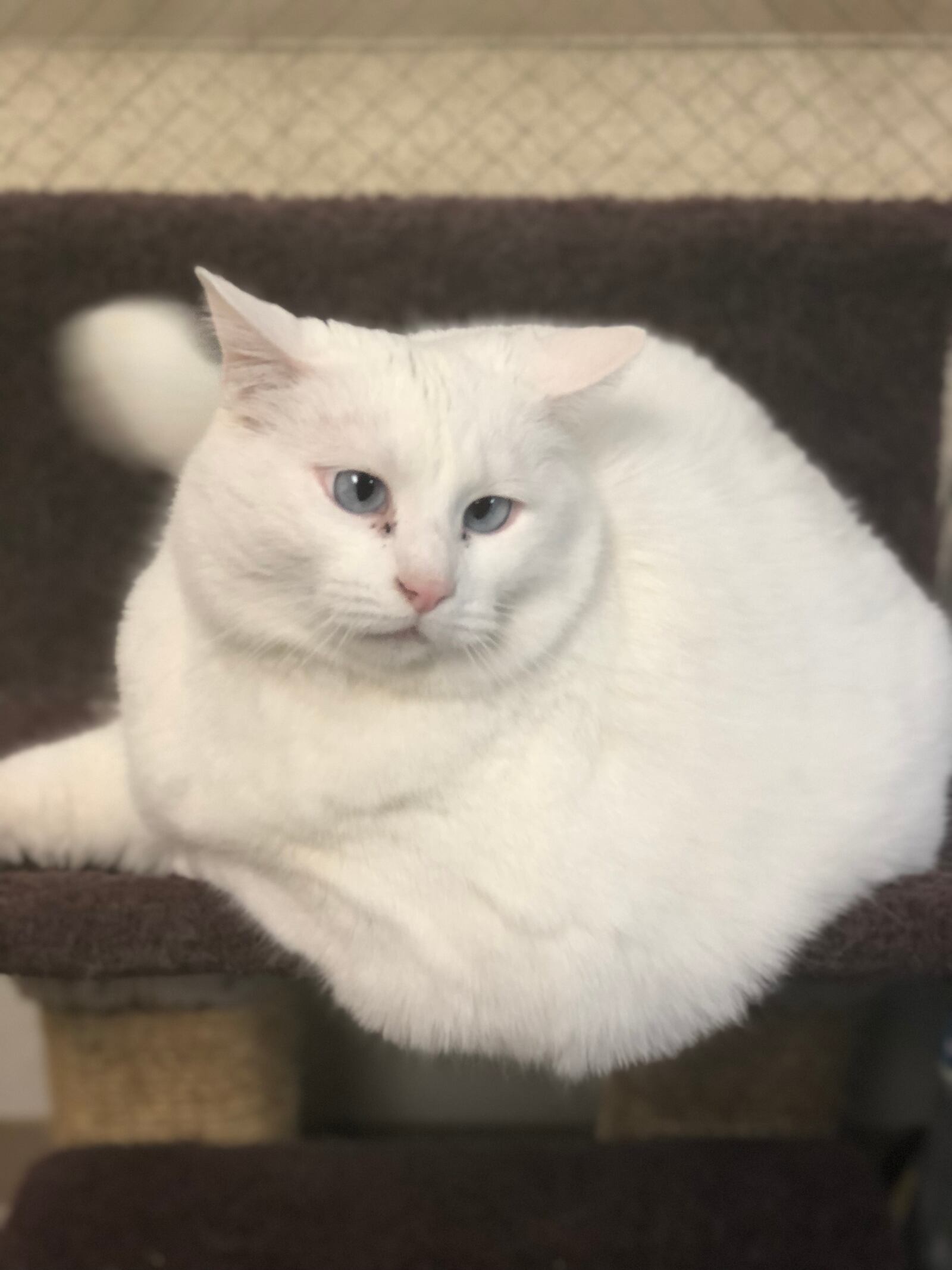 Princess Powderpuff is up for adoption at SICSA Pet Adoption Center. The white cat is 19 pounds and has blue crossed eyes.