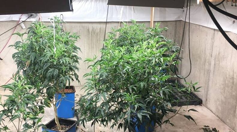 Photos of a suspected marijuana grow operation taken by a task force after raids were conducted at four locations in the Miami Valley.