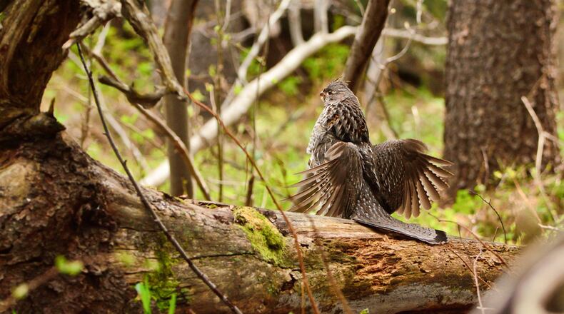 A Ruffed Grouse is seen on a log, drumming to start potential mates. According to a 2020 report by the Eastern Grouse Working Group, “eastern ruffed grouse populations have declined by at least 50% throughout the Eastern U.S. over the last 20 years.” Some estimates put the decline in Ohio at 90%. Neighboring Indiana’s losses could be even greater. iSTOCK/COX