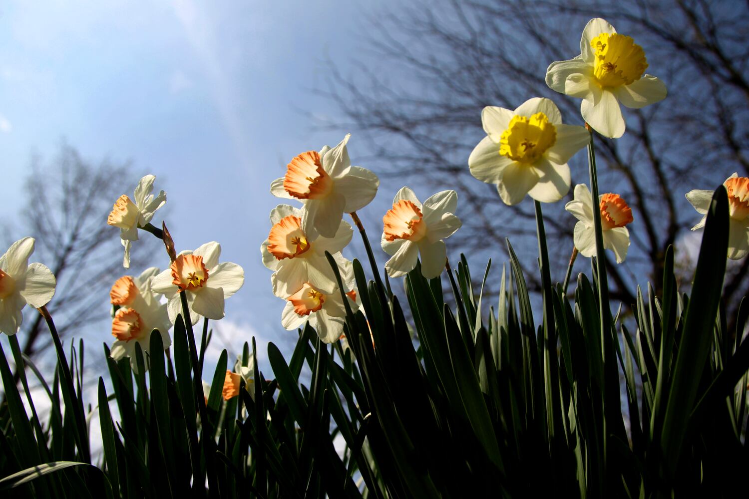 PHOTOS: Wegerzyn Gardens blooms in a brilliant display