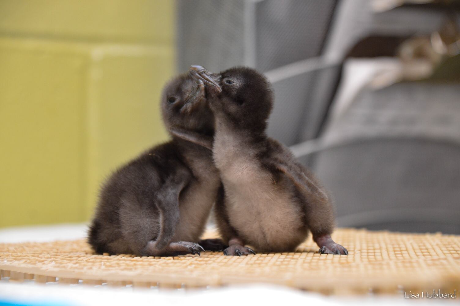 PHOTOS: Oh, these faces! Celebrating Cincinnati Zoo babies