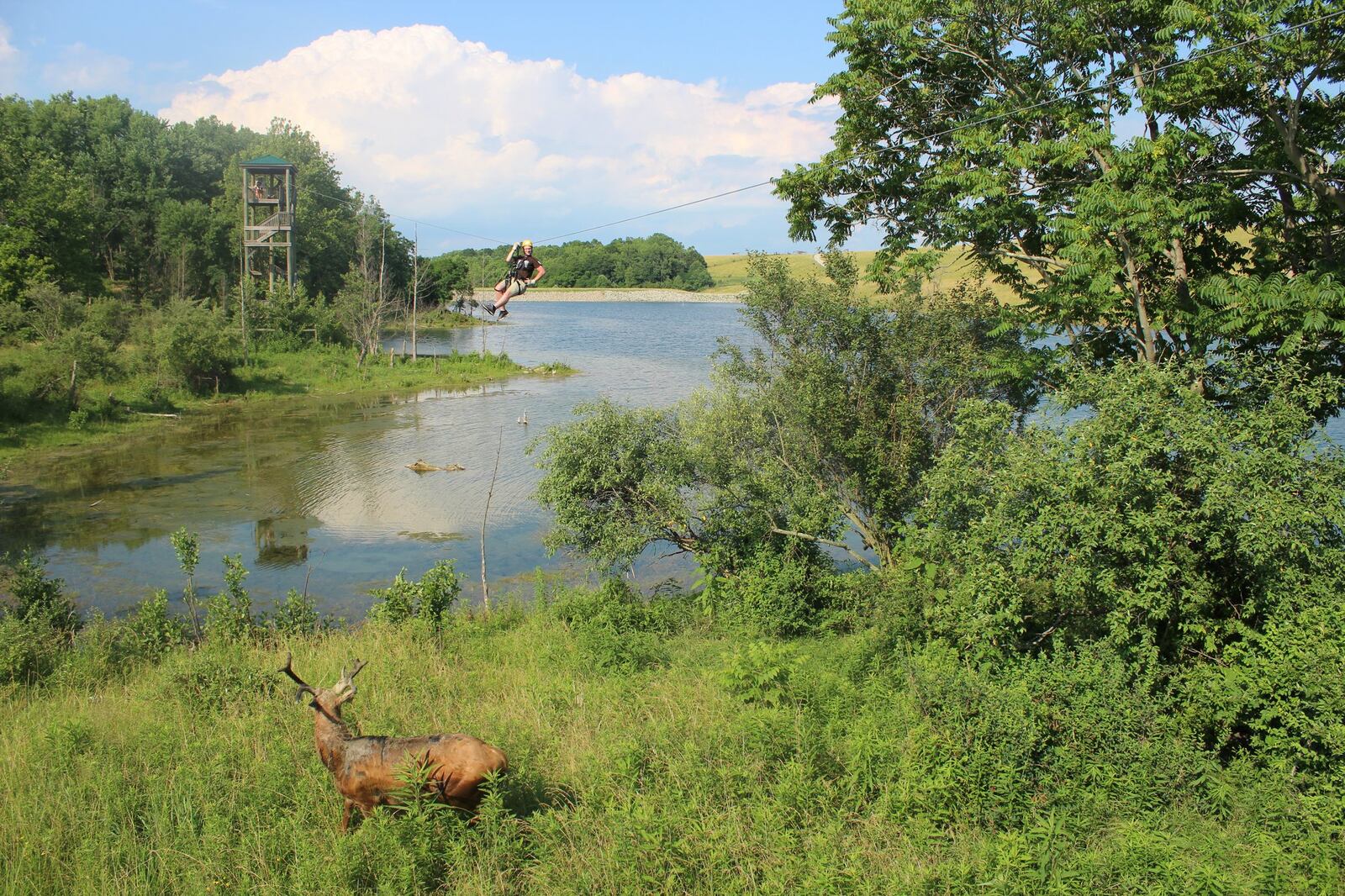 Wild Zipline Safari in Southeast Ohio gives guests a birds-eye view as they zip over two lakes and two pastures at the 10,000-acre conservation facility in Cumberland. CONTRIBUTED