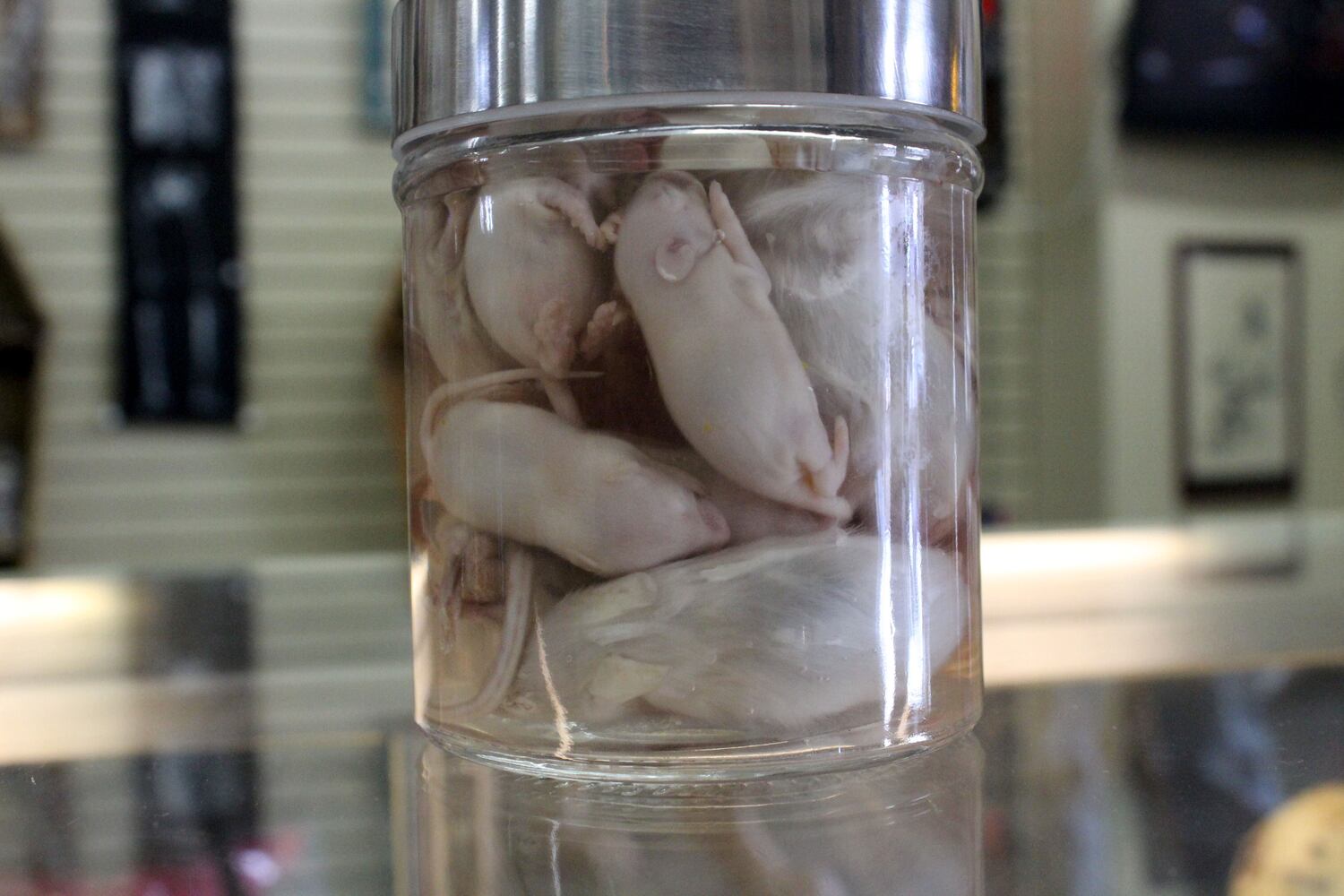 Photos: The Secret Chamber  House of Oddities and Art
