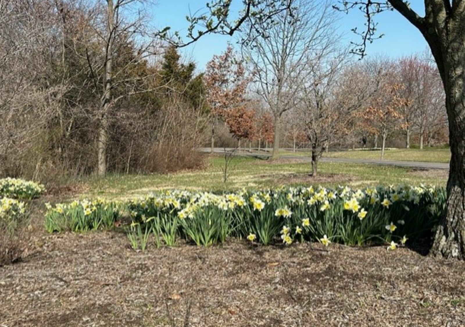 Daffodils and tulips spring up at Cox Arboretum MetroPark. CONTRIBUTED