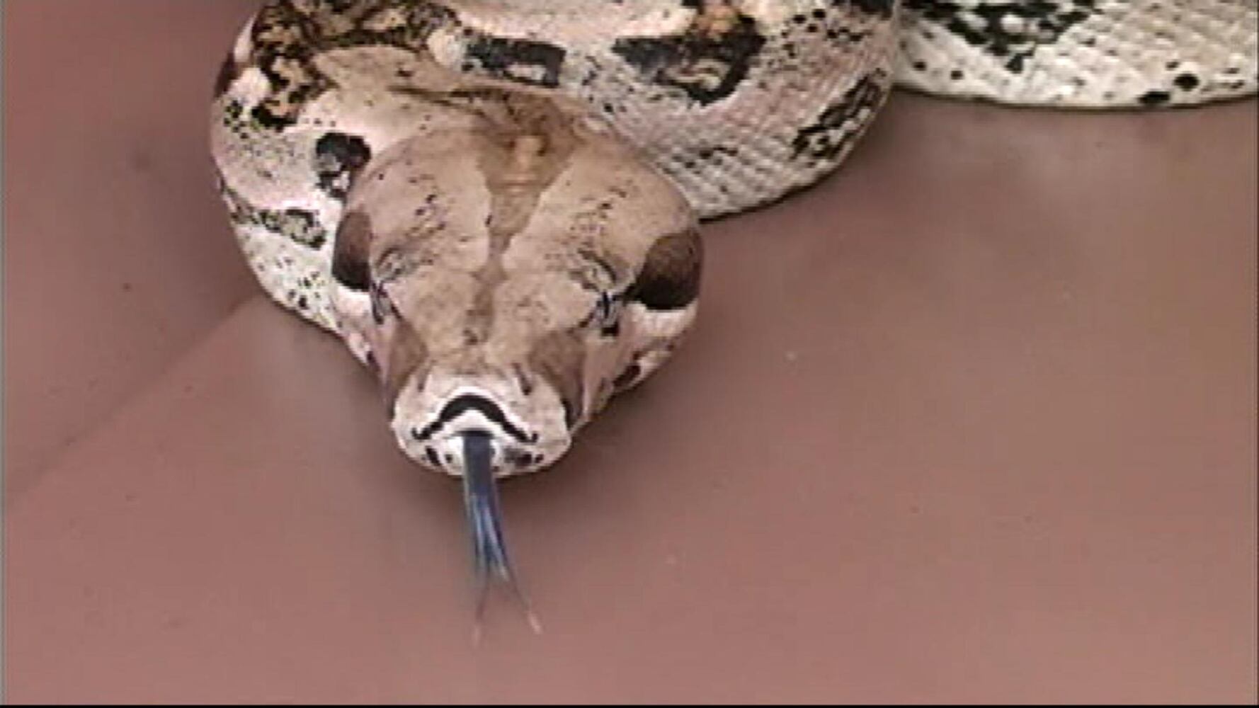 Red-tailed Boa