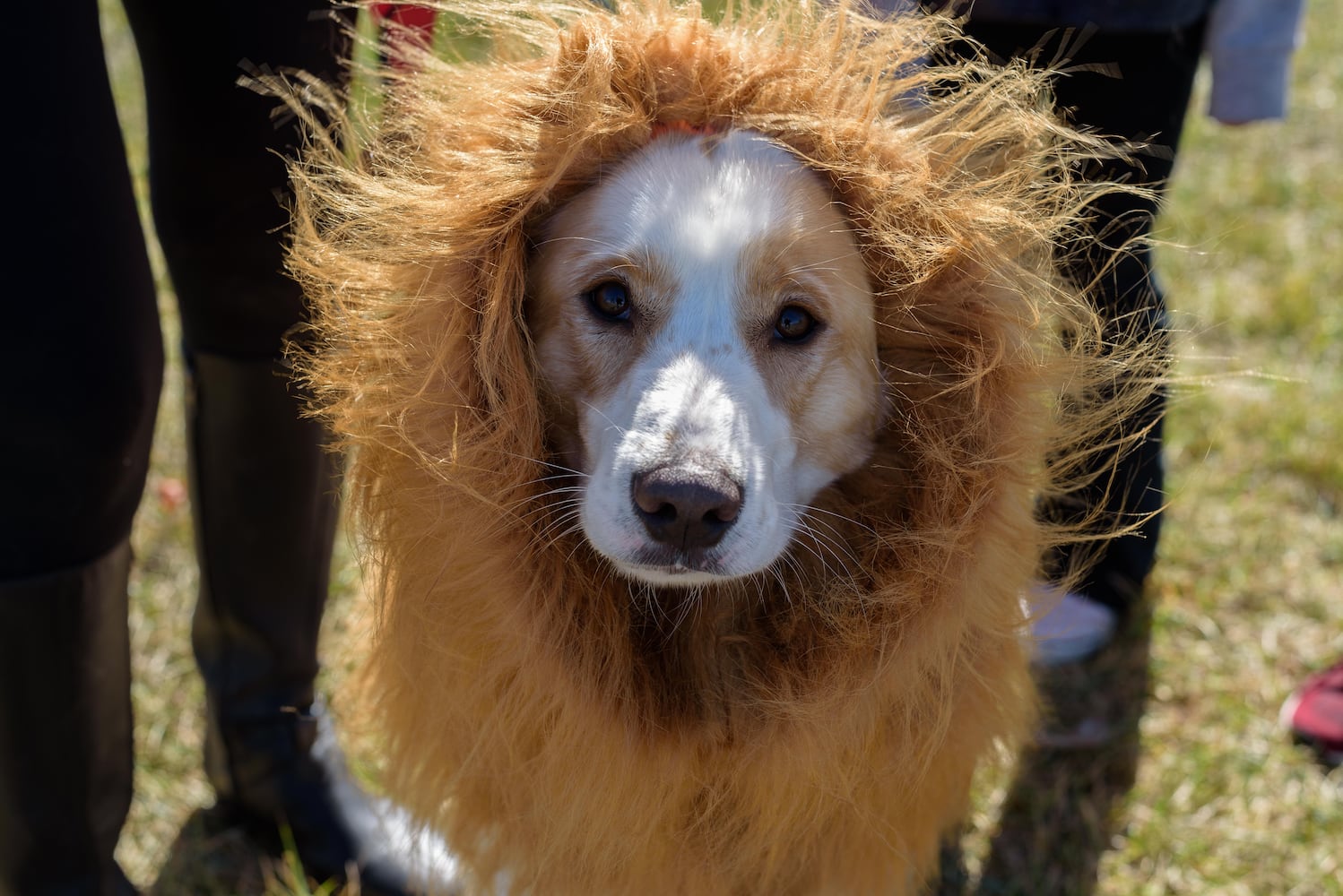 PHOTOS: Did we spot you and your dog at Wag-O-Ween at the Kettering Recreation Center?