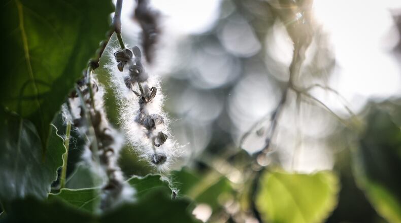 The Eastern Cottonwood is native to the North America and to Ohio. In the spring, the female plants disperse cotton-like seeds that looks like snow floating in the air. JIM NOELKER/STAFF