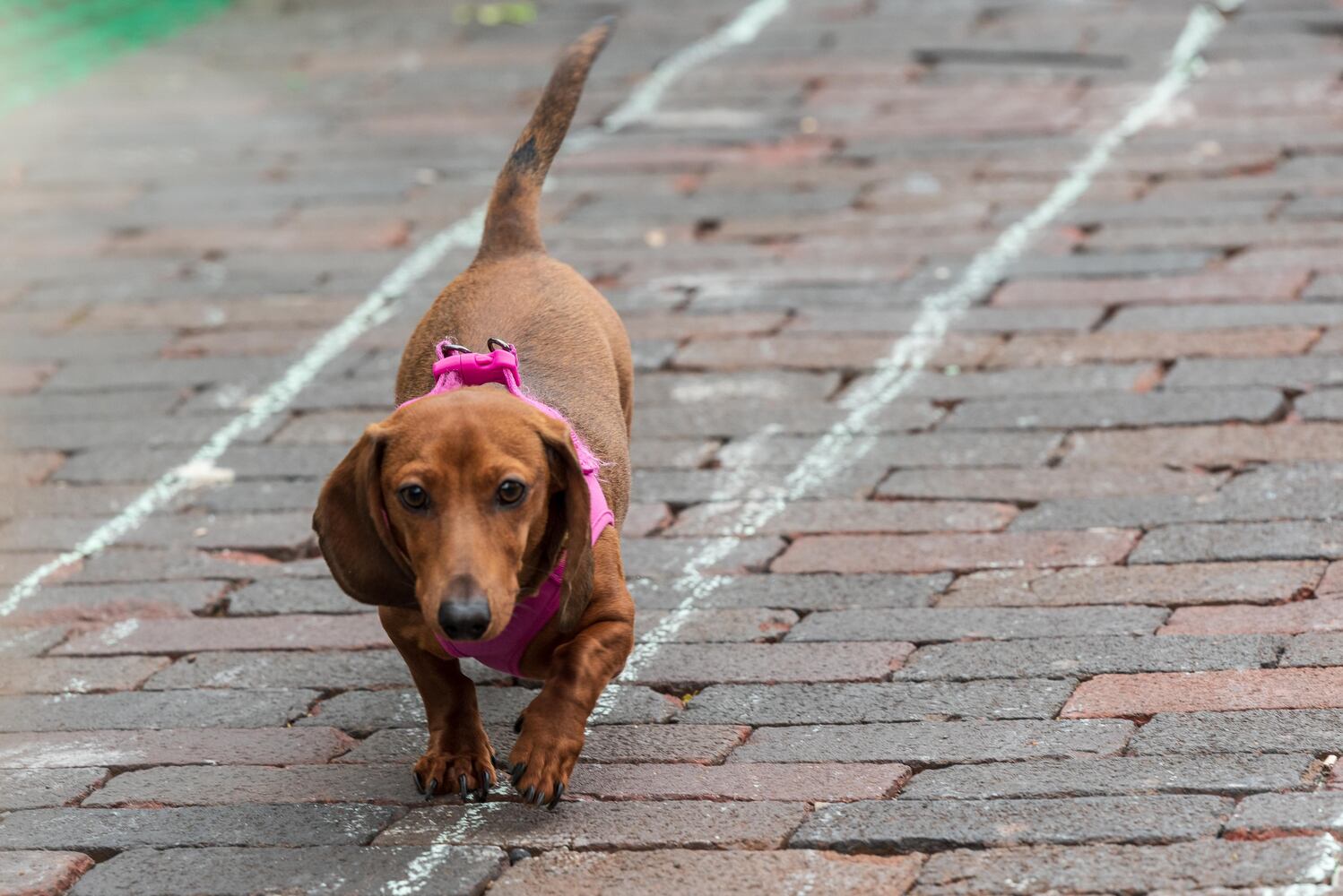 PHOTOS: Did we spot you at the Derby Day Wiener Dog Race in The Oregon District?