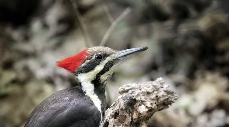 A pileated woodpecker at Germantown MetroPark. Photo by Jason Sullivan