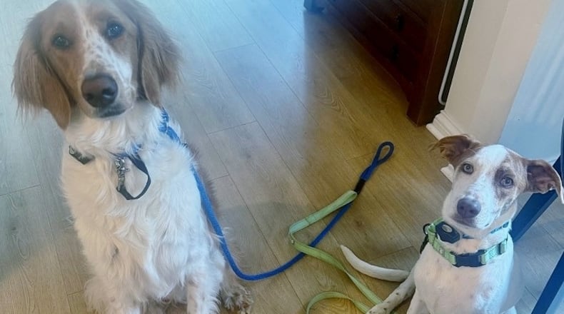 Kim Estess' family dogs, Walter and Artie. Two reasons why it's important for pet owners to write down their thoughts for their pets if they pass before them. CONTRIBUTED